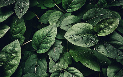 Naturheilkunde-Vortrag im Genossenschaftshaus