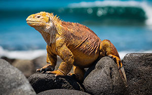 Galapagos – Vortrag für Fans von Natur- und Tierfotos