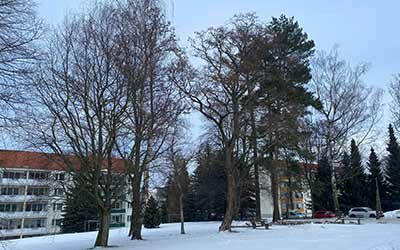 Altes Grün geht – Neues kommt.